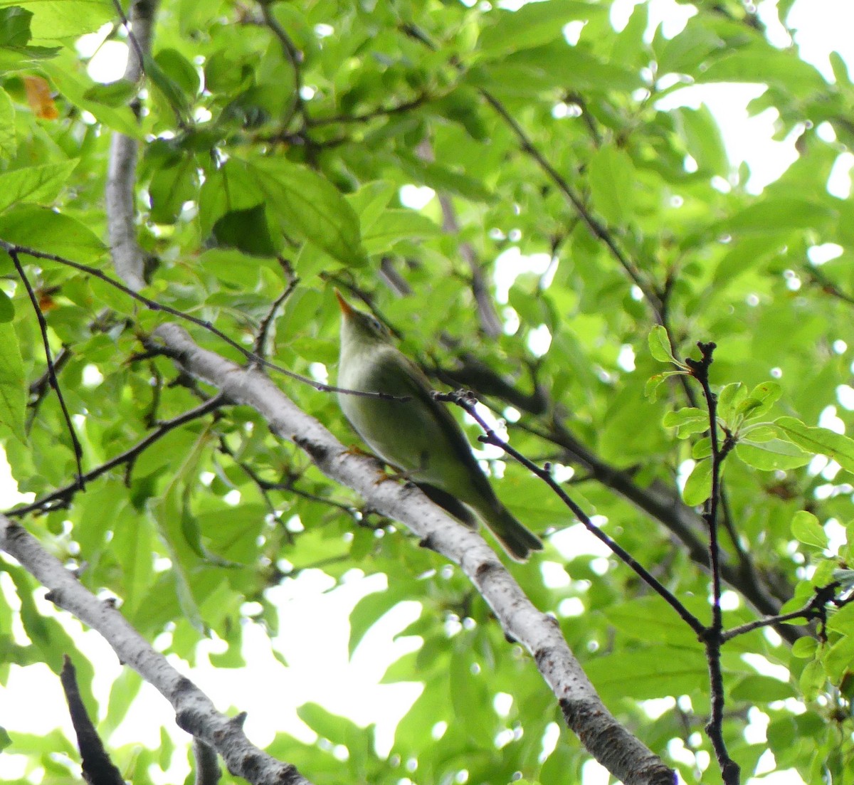 Kamchatka Leaf Warbler - ML615152841