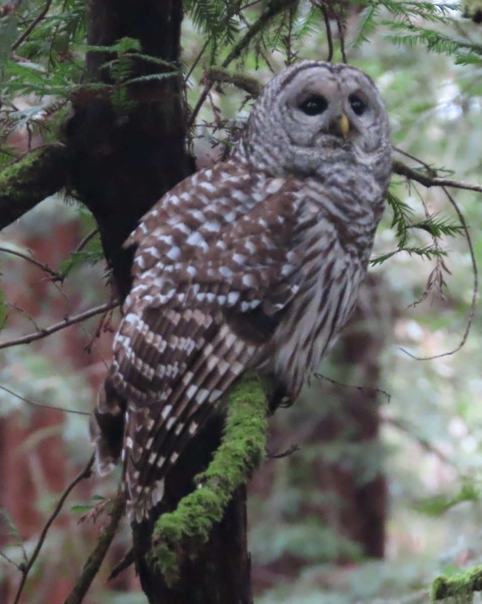 Barred Owl - ML615152875