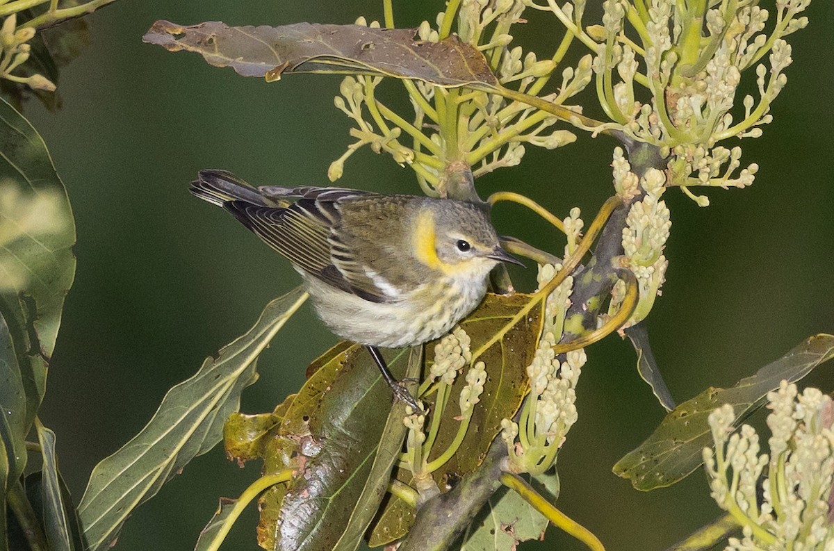 Cape May Warbler - ML615152876