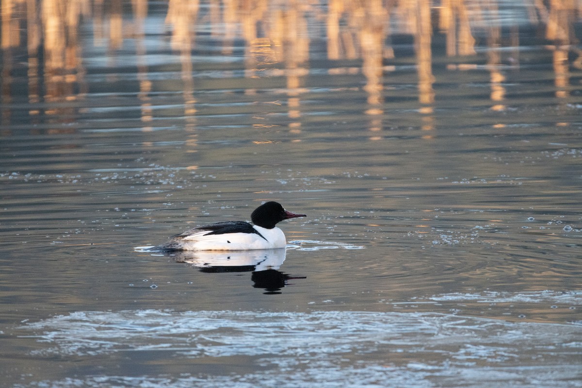 Common Merganser - ML615152877