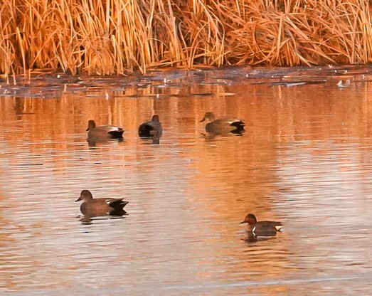 Green-winged Teal - ML615152927