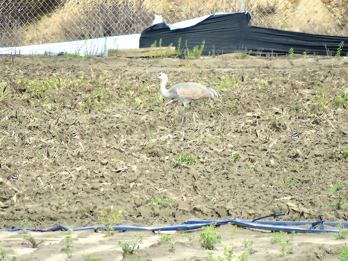 Sandhill Crane - Kenneth Weaver