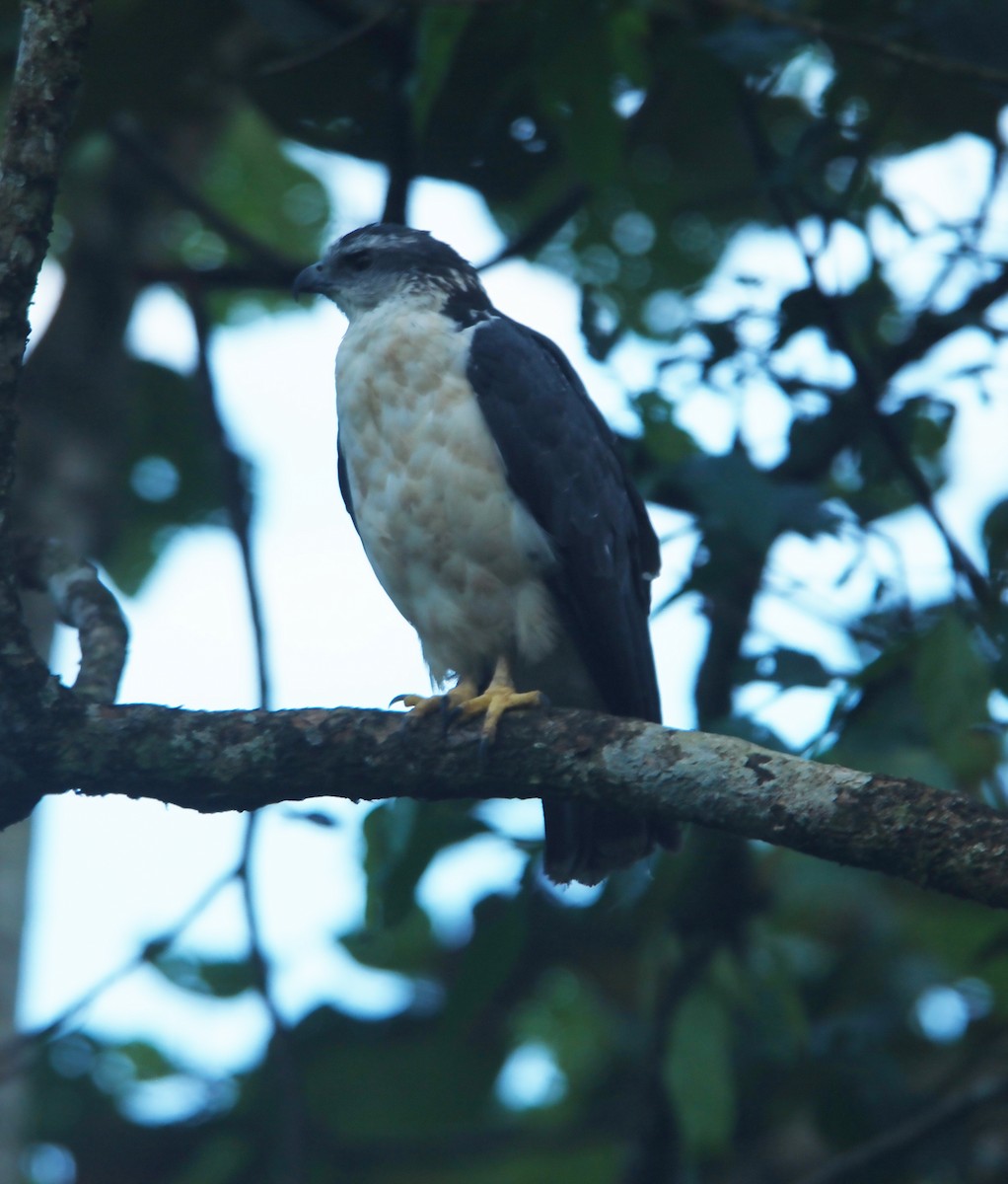 Gray-backed Hawk - Gary Rosenberg