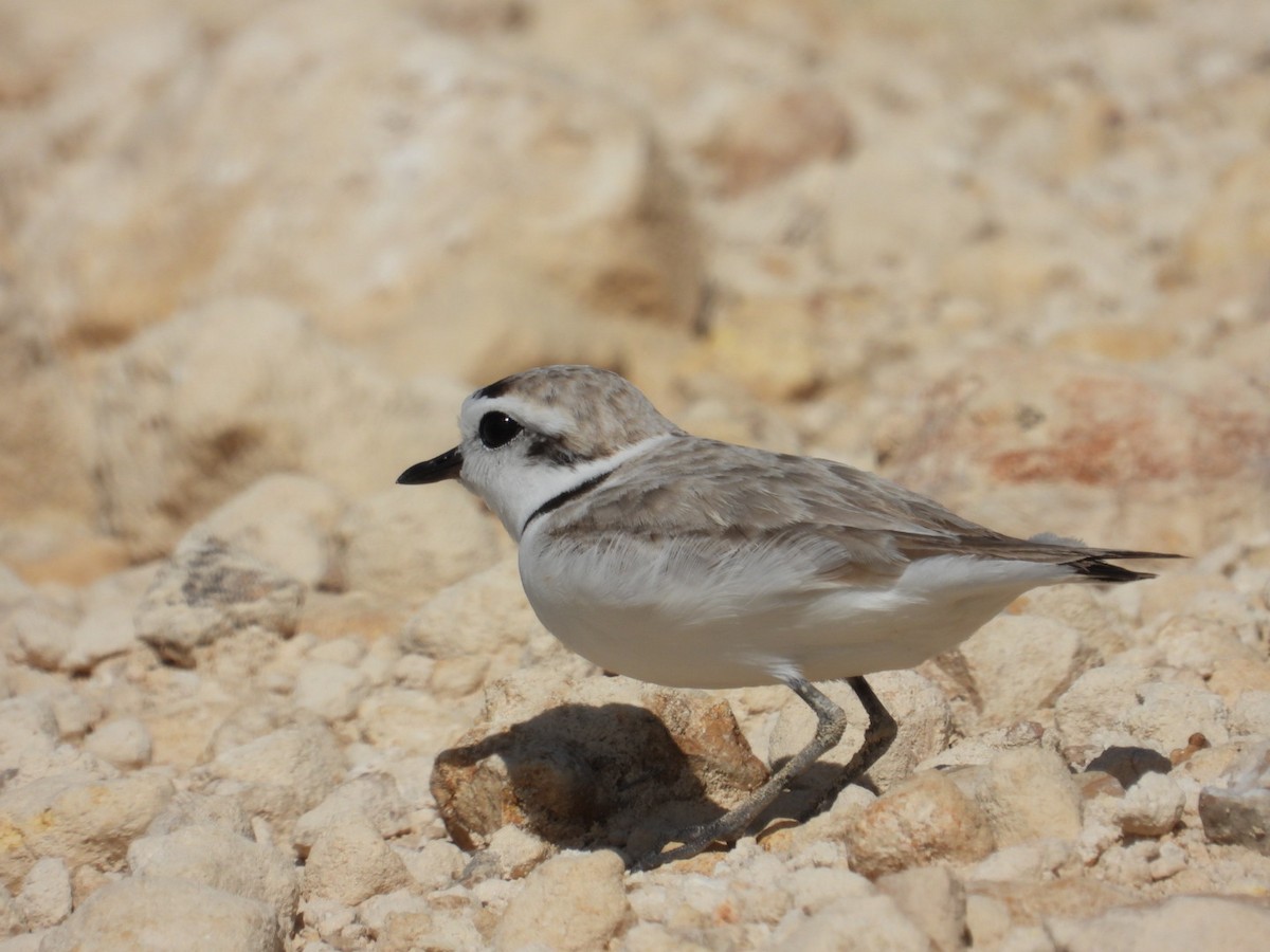 Snowy Plover - ML615153042