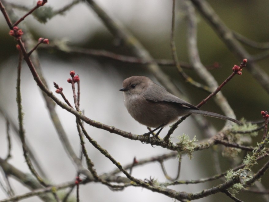 Bushtit - Krishna Ilavelan