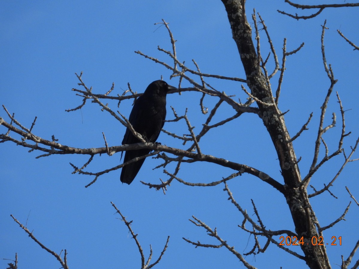 American Crow - ML615153114