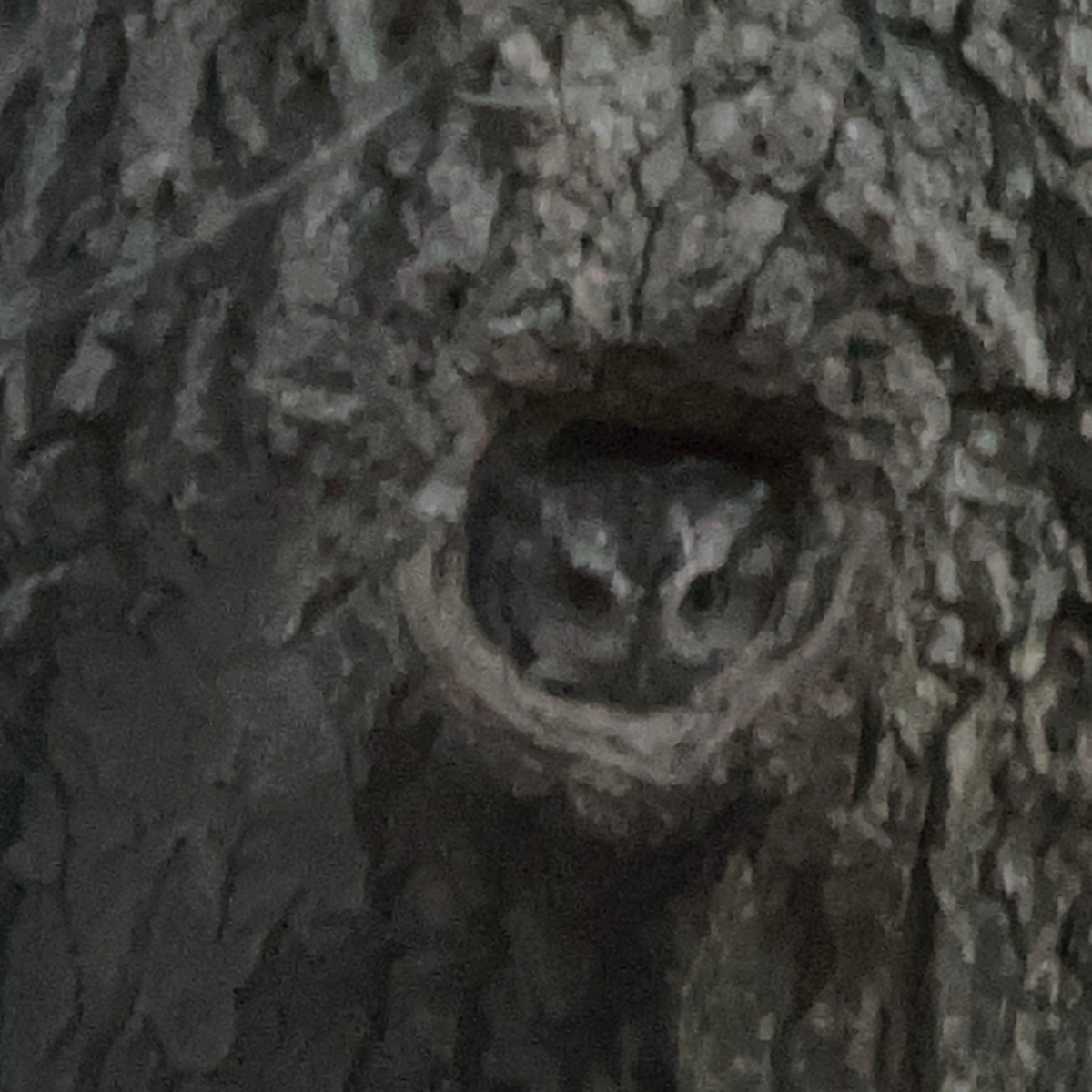 Eastern Screech-Owl - Victor Chen