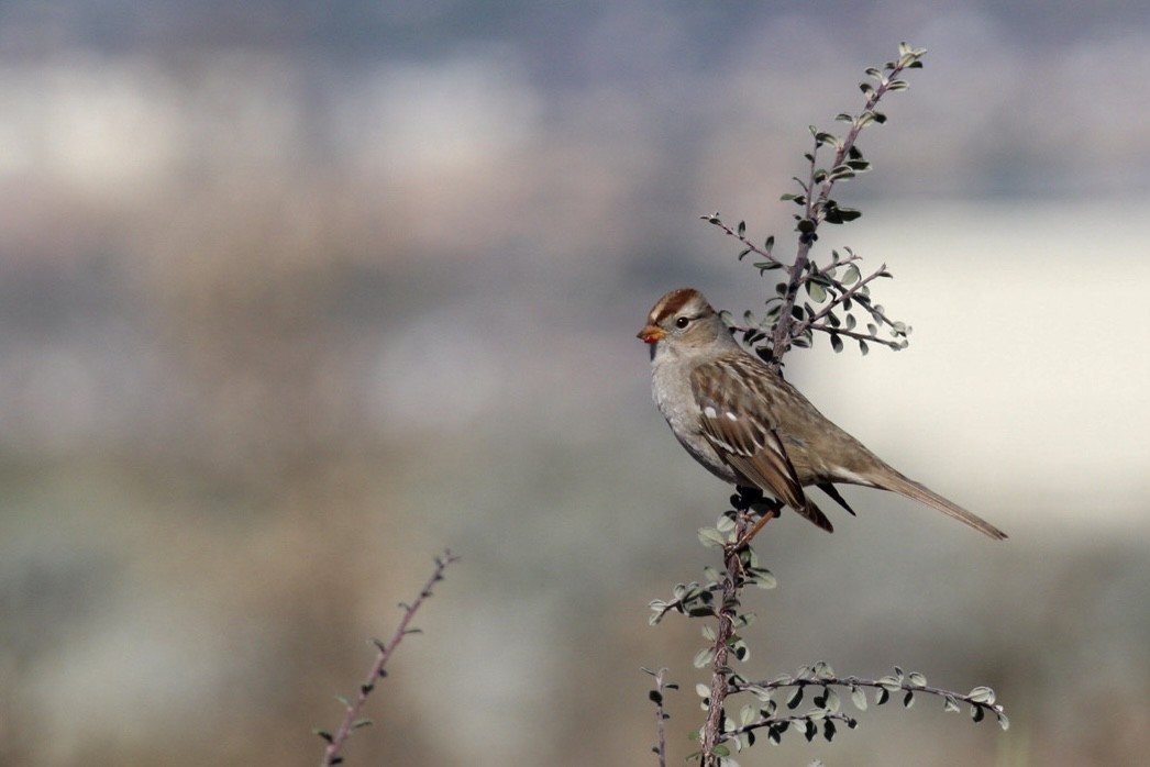 White-crowned Sparrow - ML615153179