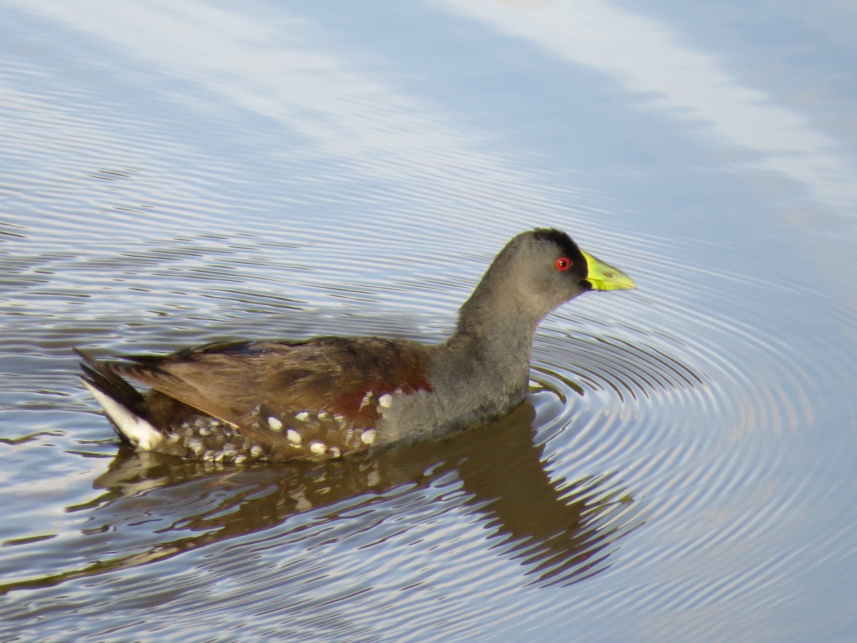 Spot-flanked Gallinule - Sergio luiz Carniel