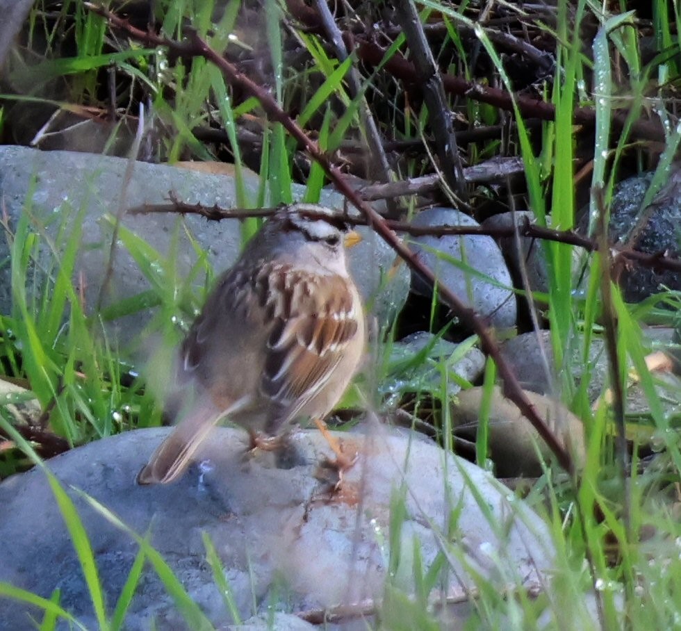 Bruant à couronne blanche - ML615153356