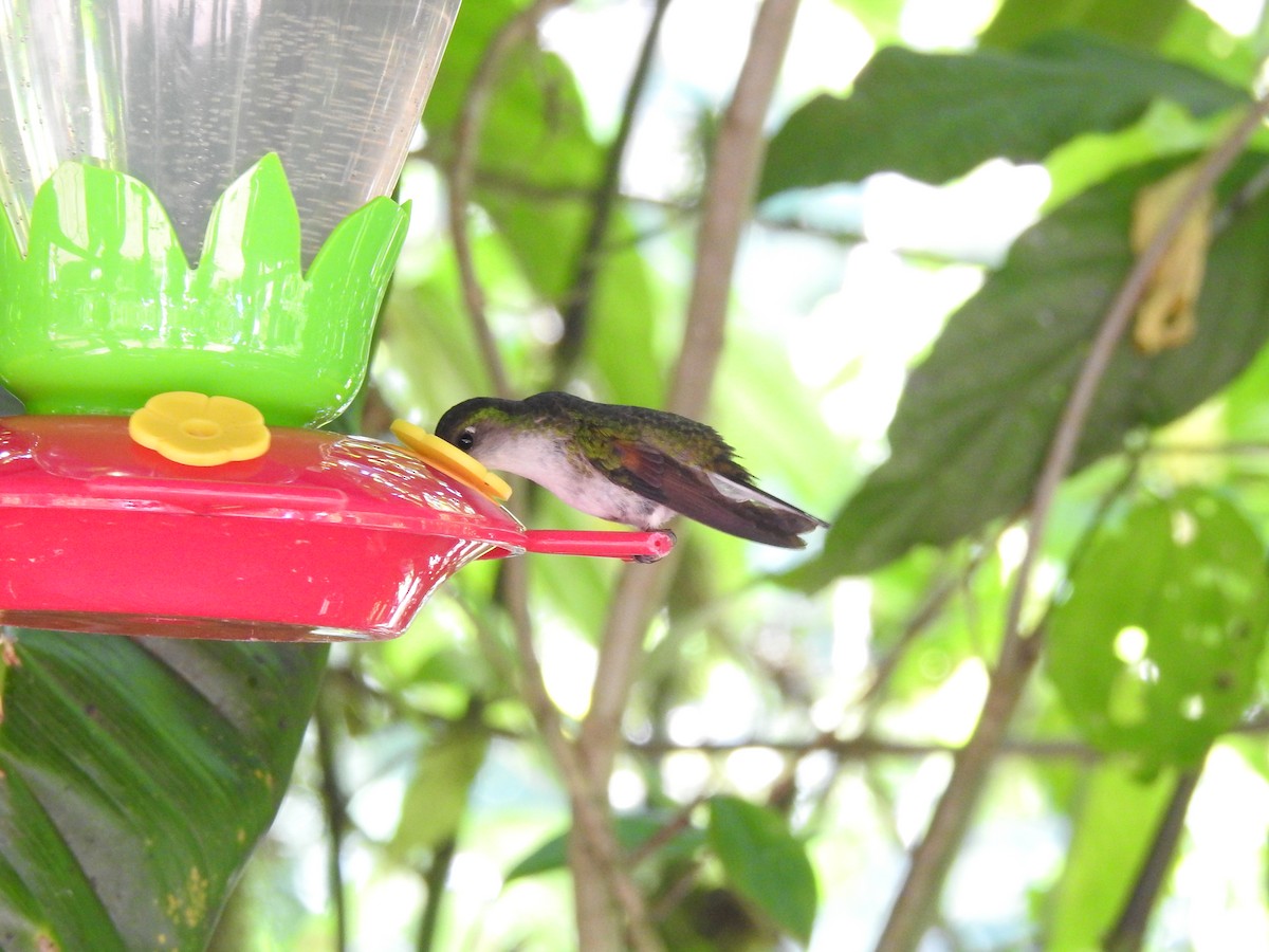 kolibřík měděnohlavý - ML615153366