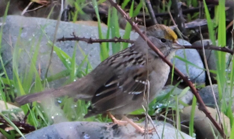 Golden-crowned Sparrow - Vince Folsom