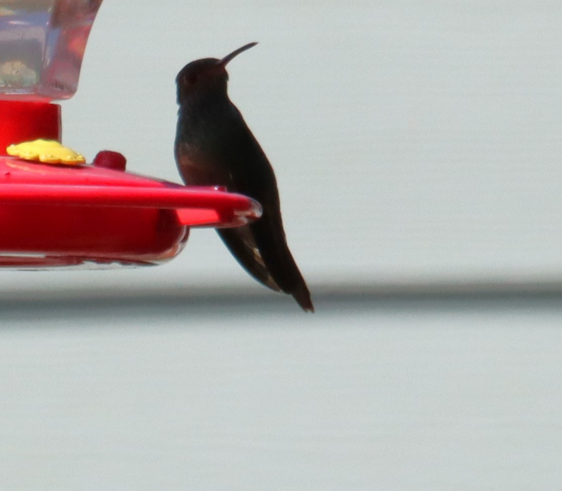 Buff-bellied Hummingbird - ML615153396