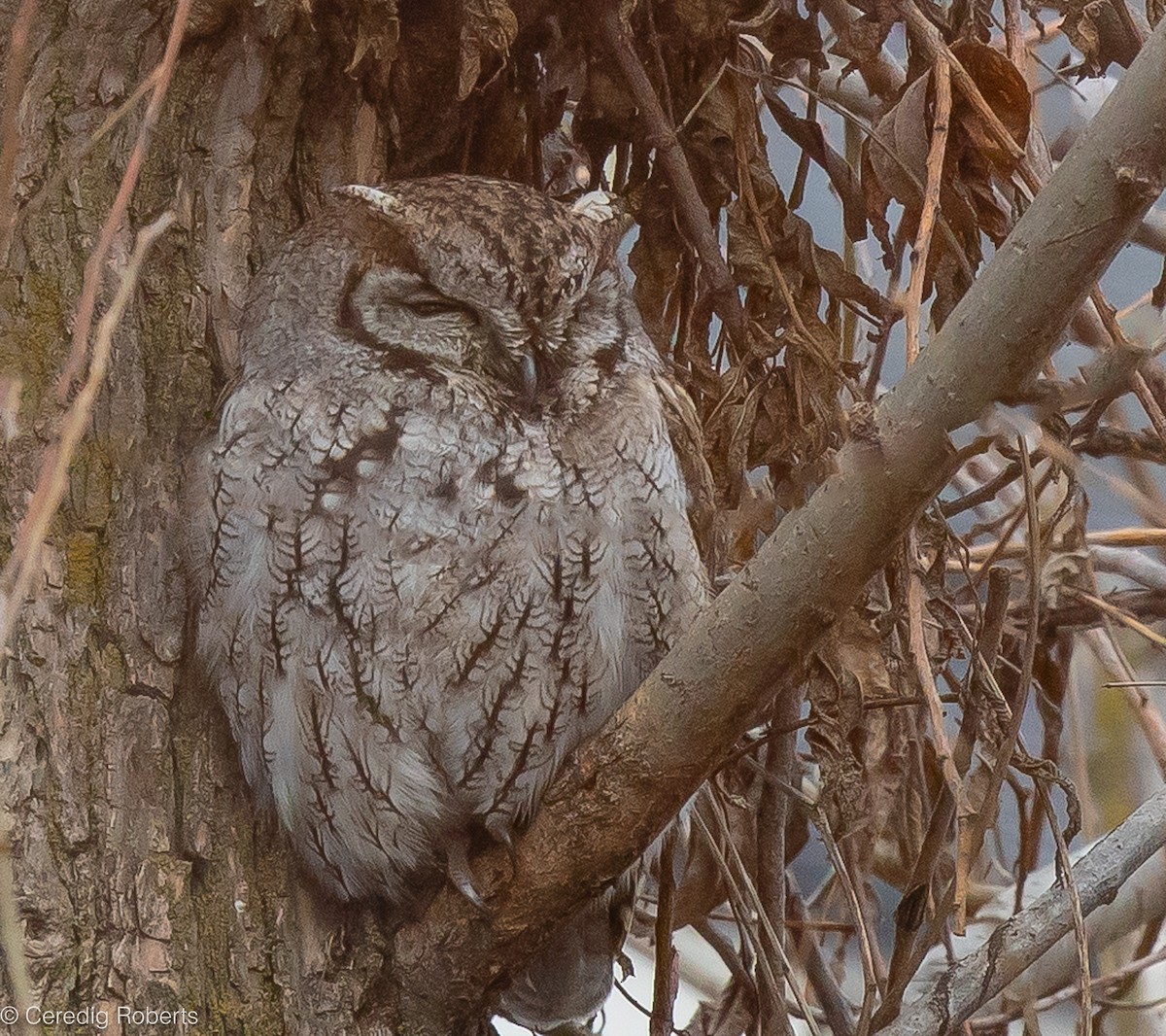 Western Screech-Owl - ML615153416