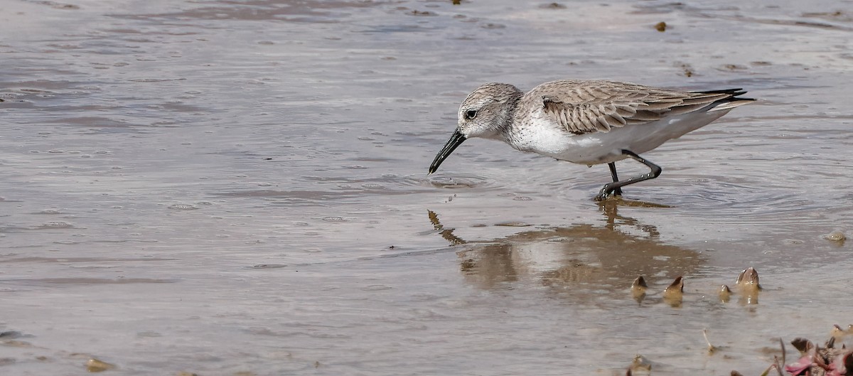 Western Sandpiper - Lon Baumgardt