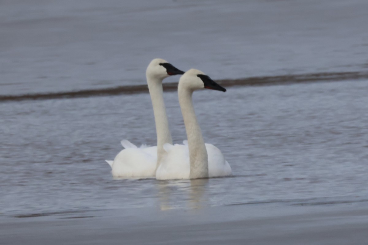 Trumpeter Swan - ML615153429