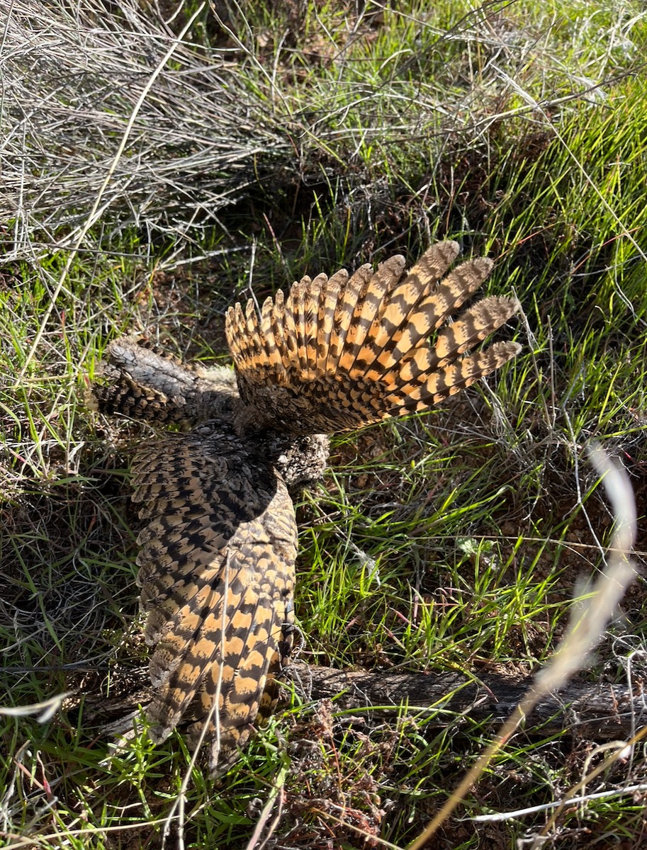 Common Poorwill - ML615153510