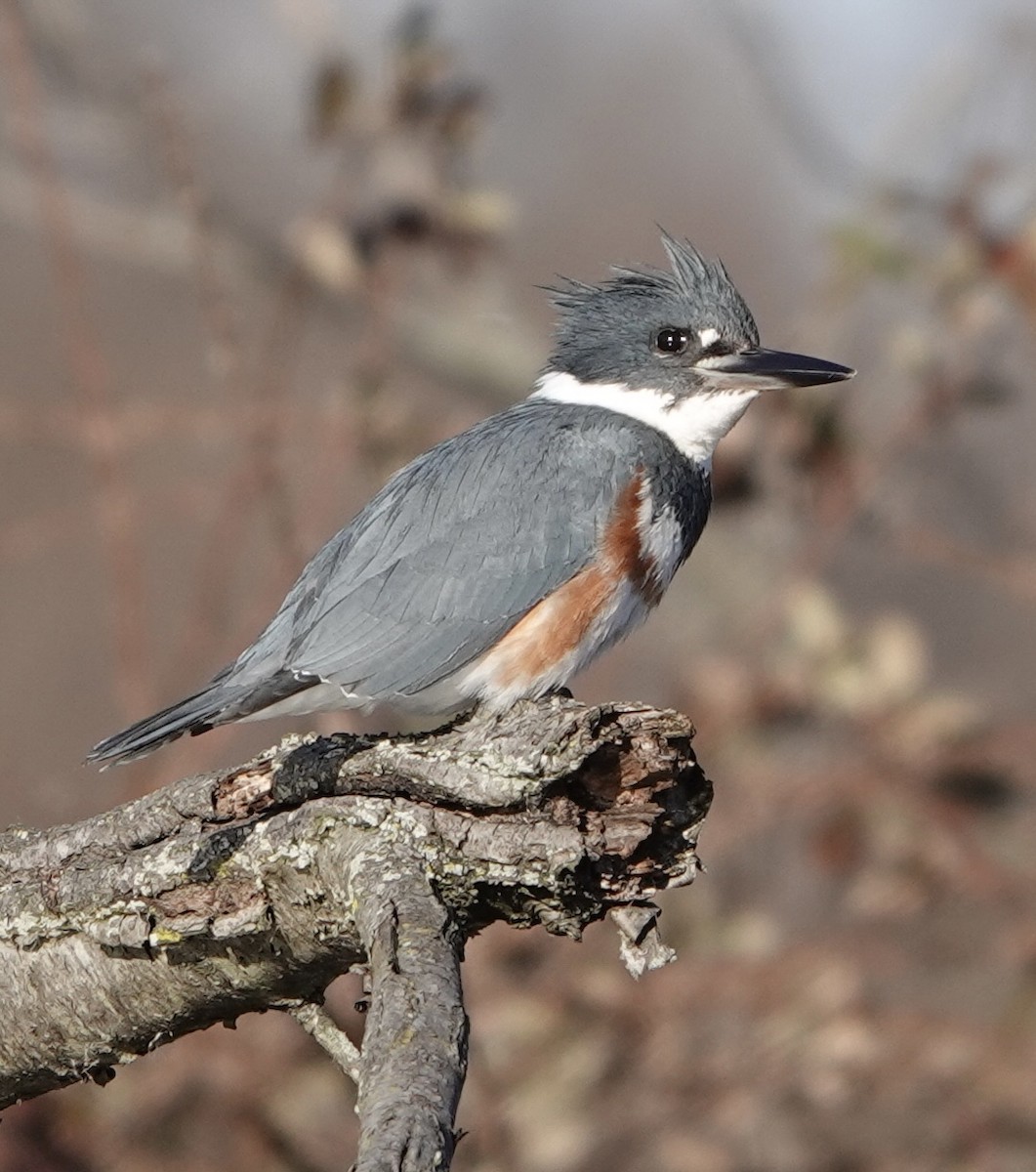 Belted Kingfisher - ML615153533