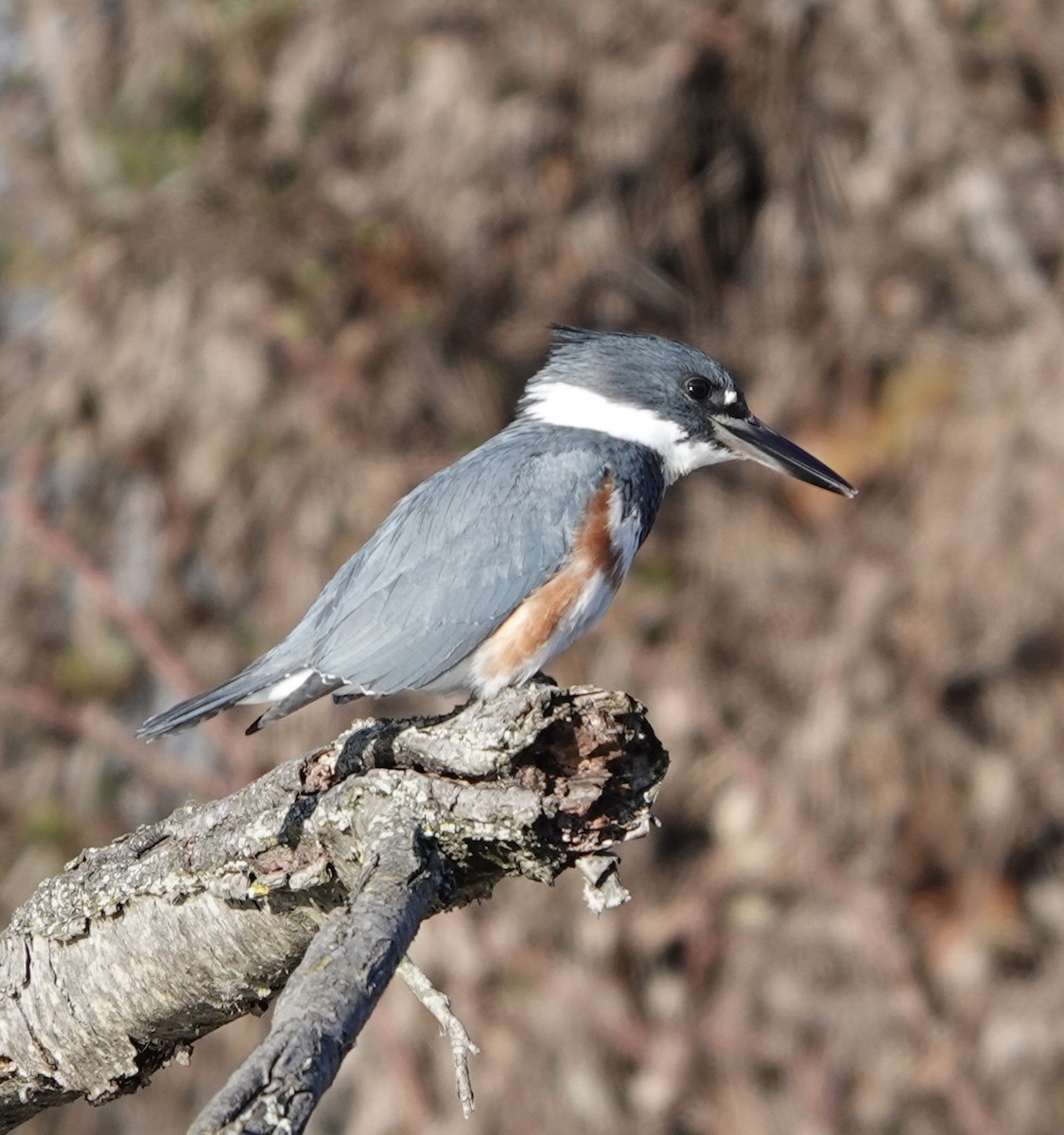 Martin-pêcheur d'Amérique - ML615153534