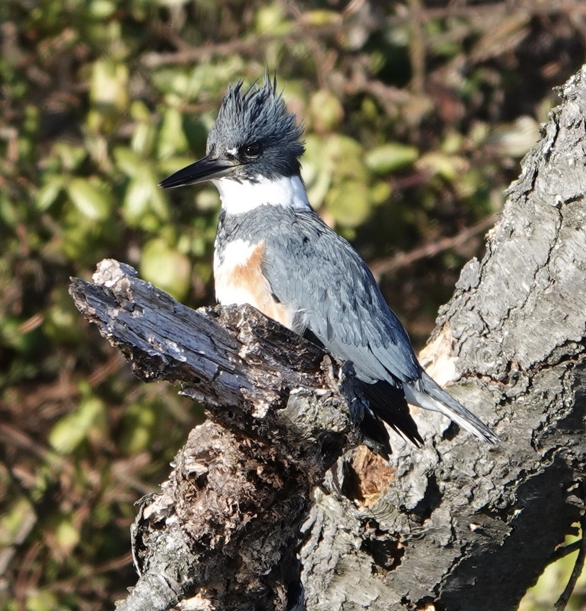 Belted Kingfisher - ML615153535