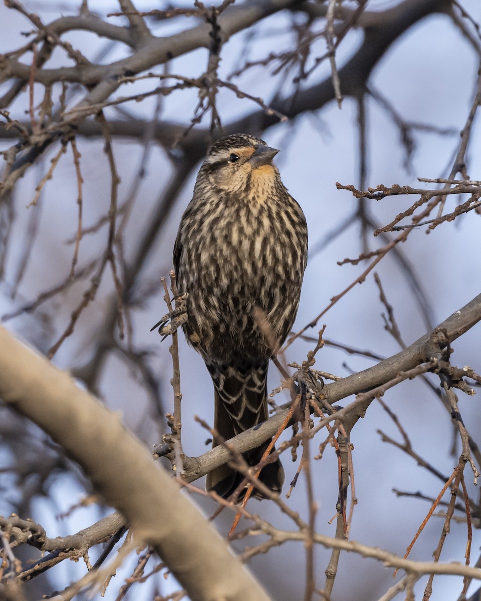 Red-winged Blackbird - ML615153567