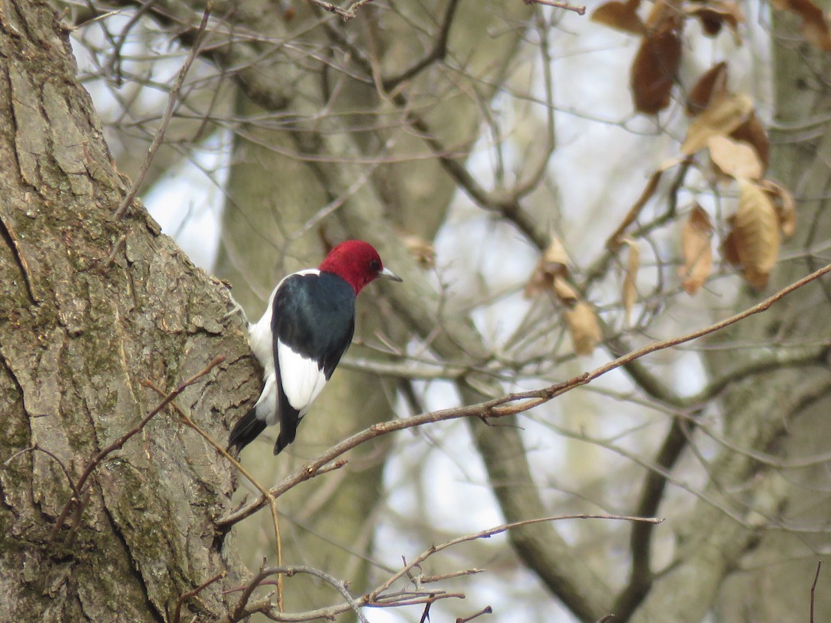 Red-headed Woodpecker - ML615153692