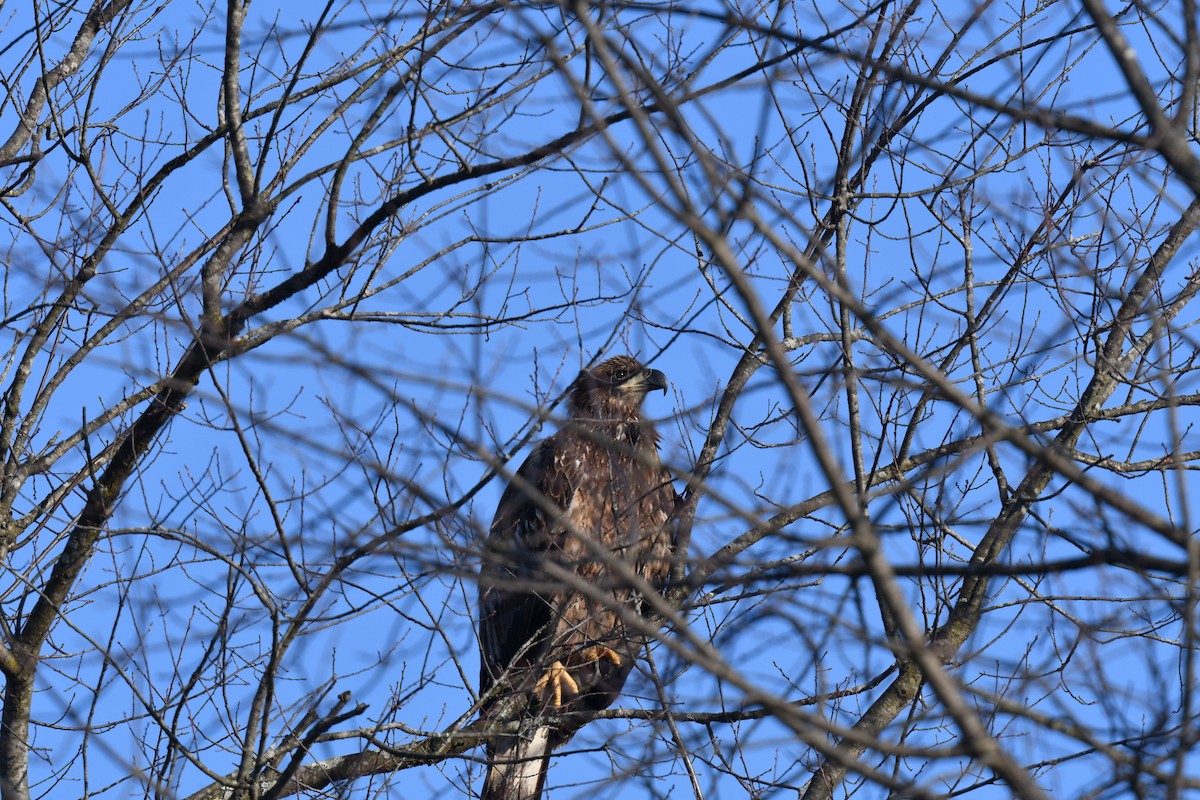 Bald Eagle - ML615153706