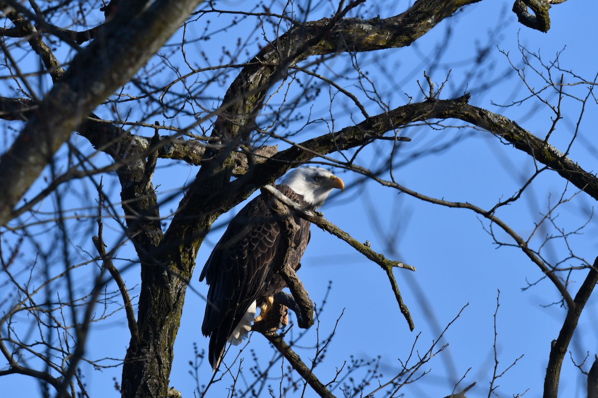 Bald Eagle - ML615153718