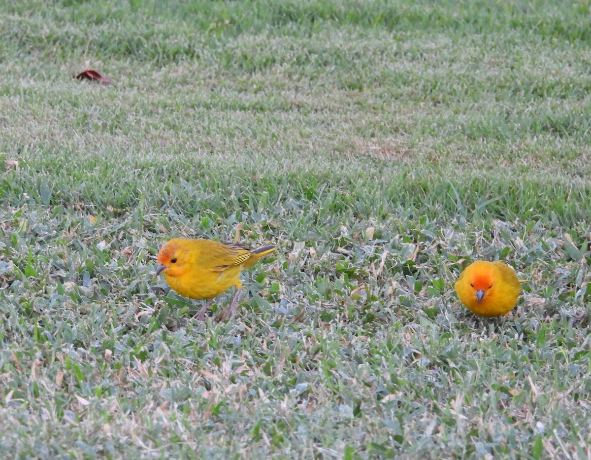 Saffron Finch - ML615153789