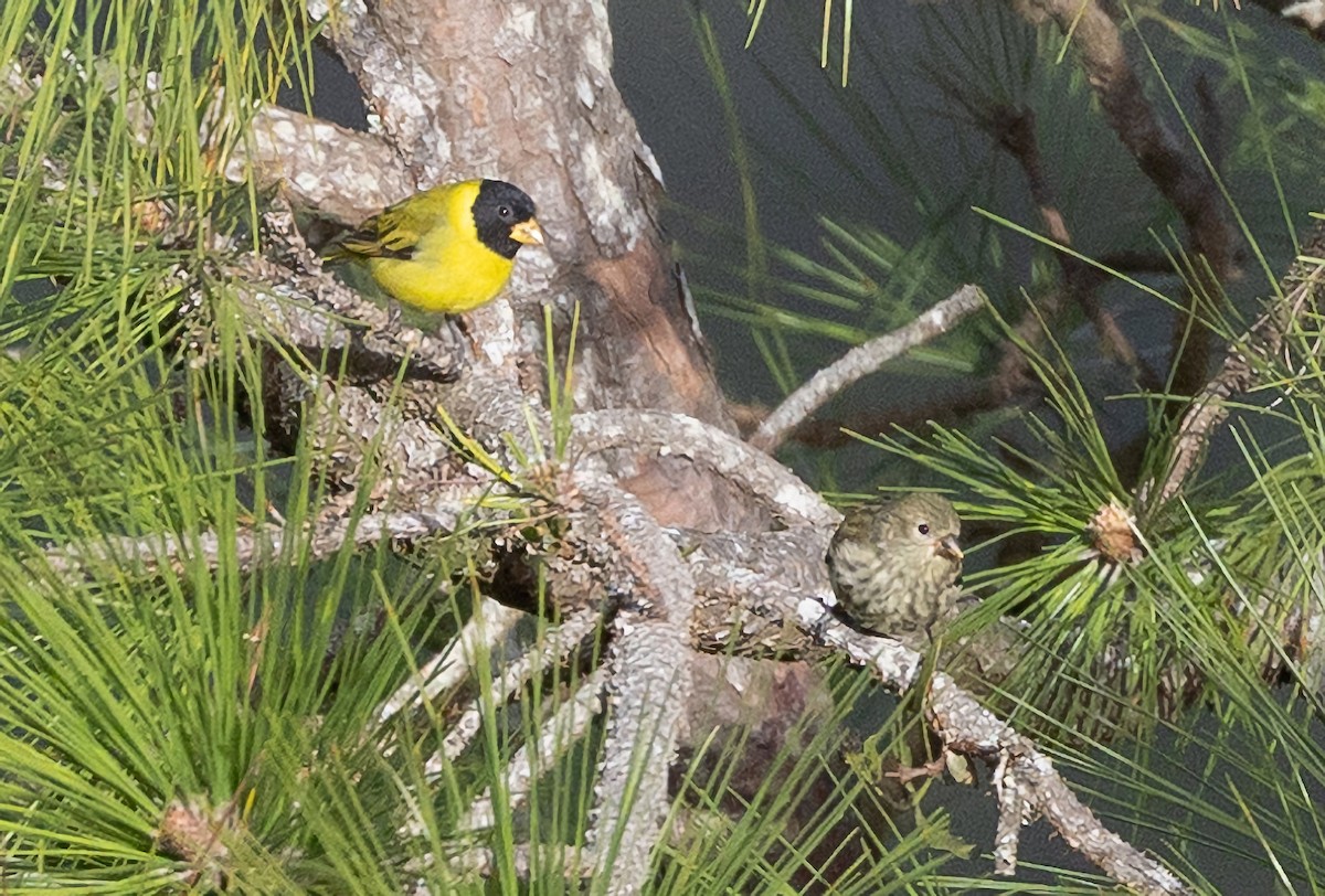 Antillean Siskin - ML615153808