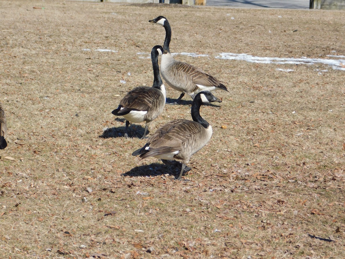 Canada Goose - Meeting Place Group