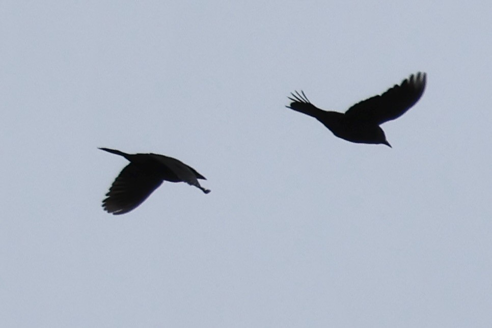 Rusty Blackbird - ML615153858