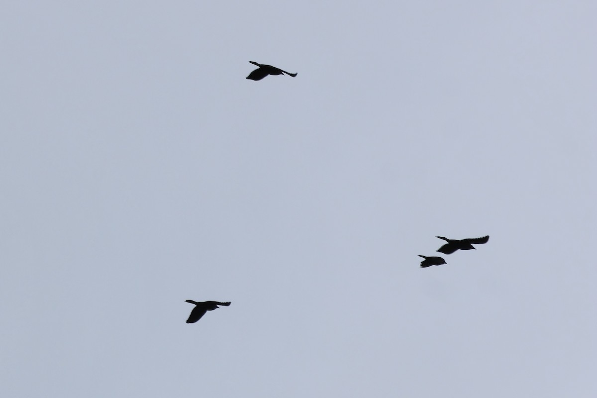 Rusty Blackbird - ML615153859