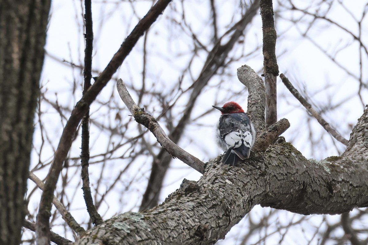 Red-headed Woodpecker - ML615153913