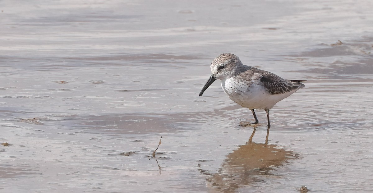 Western Sandpiper - Lon Baumgardt