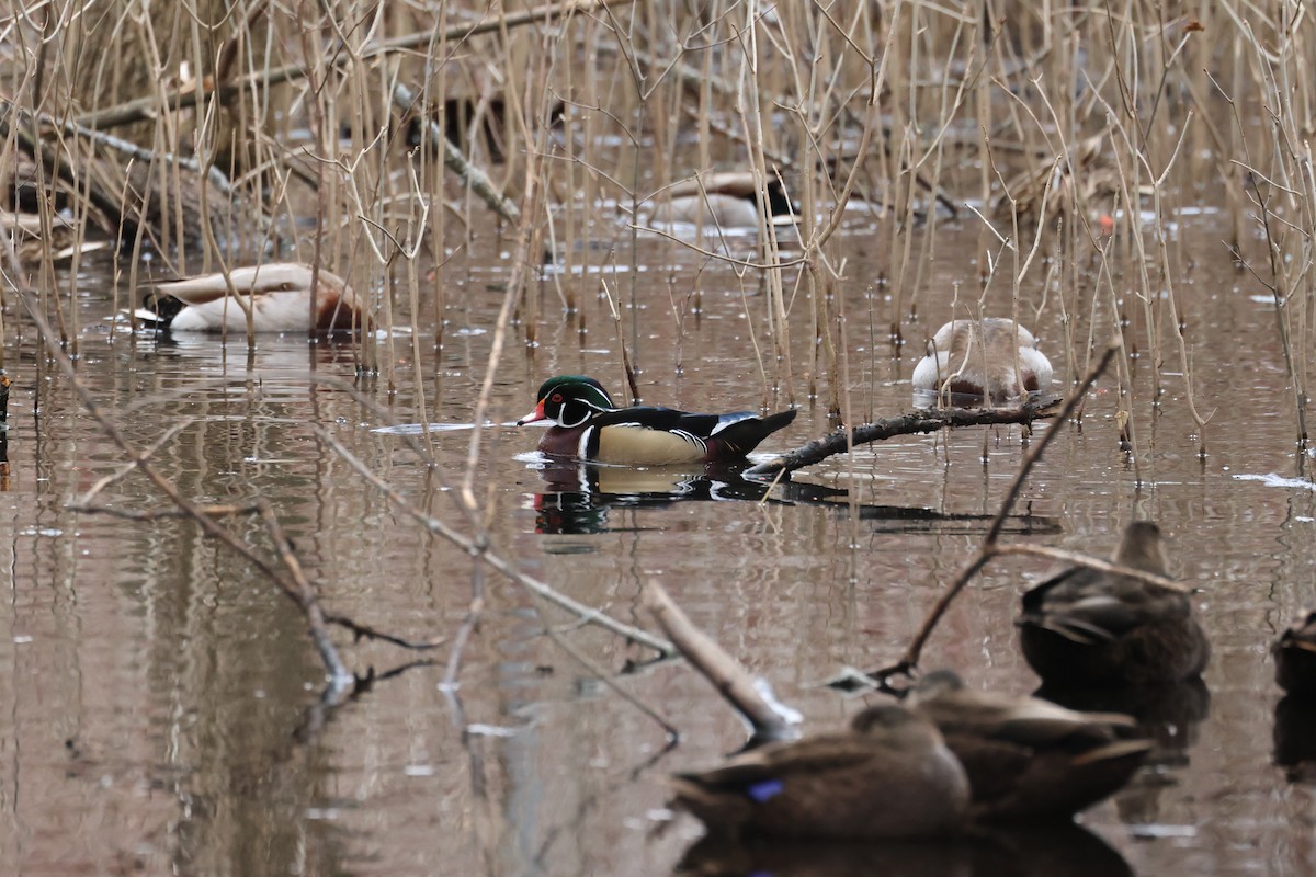 Wood Duck - ML615153944