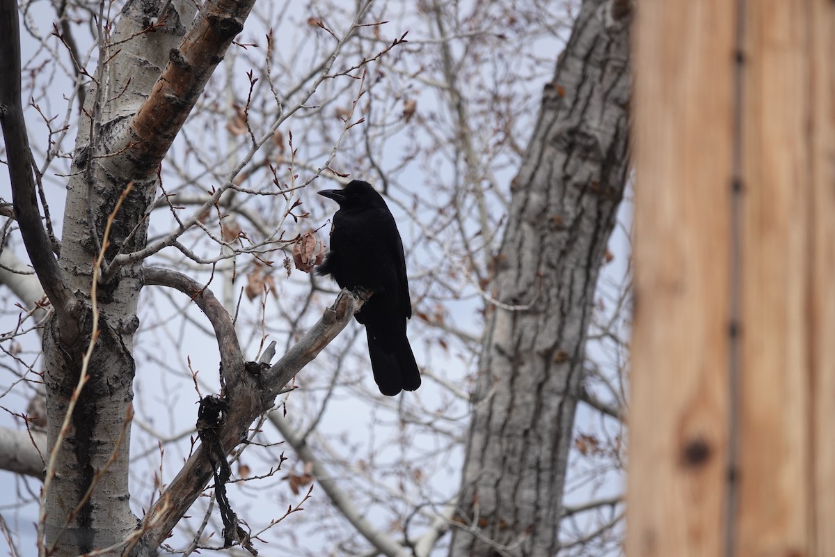 American Crow - ML615153945