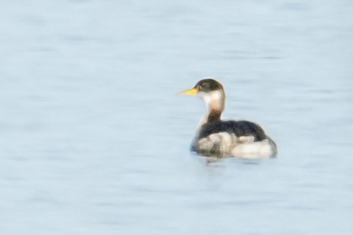 Red-necked Grebe - ML615153991