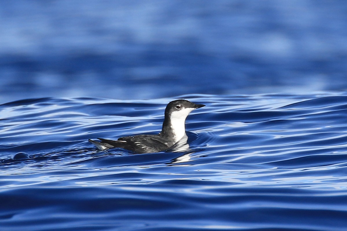 Scripps's Murrelet - Rene Valdes 🦜