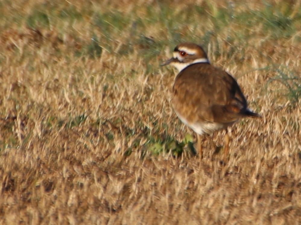 Killdeer - ML615154028