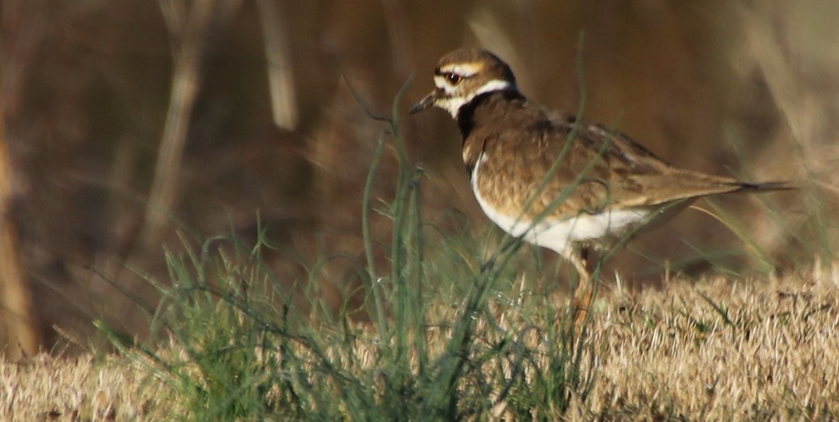 Killdeer - ML615154031