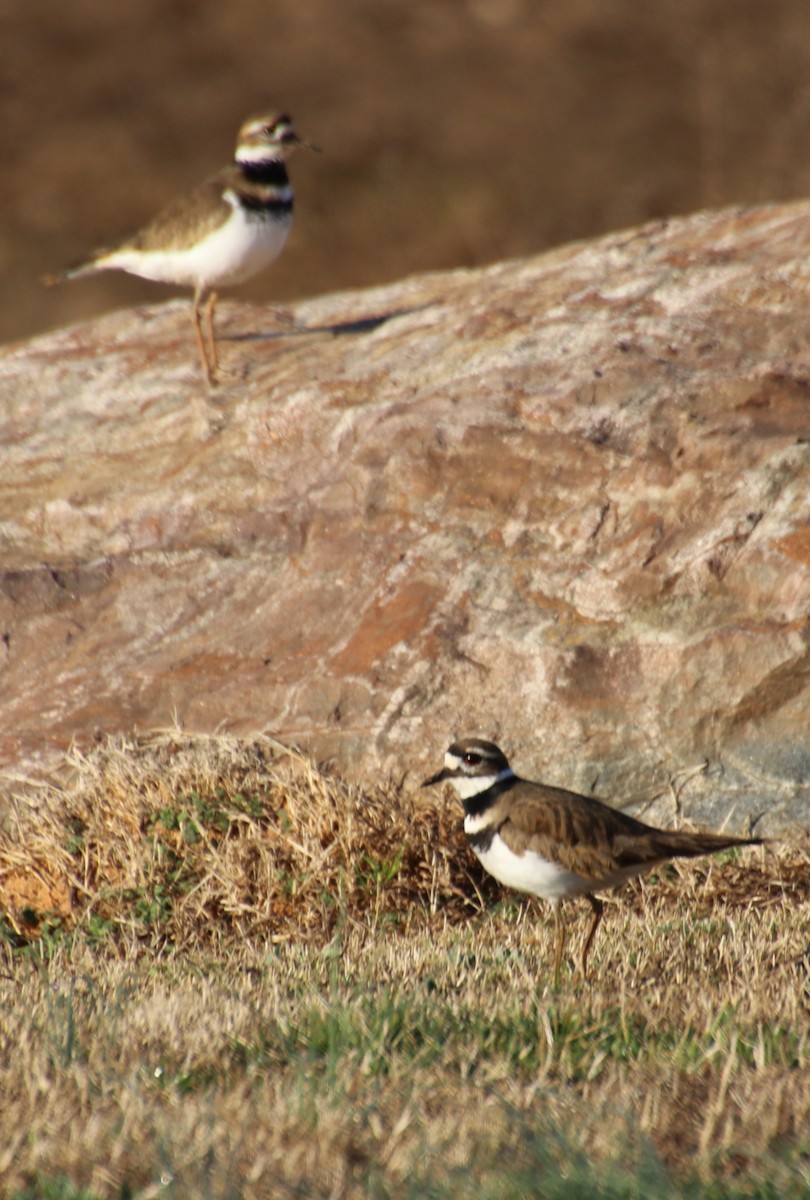 Killdeer - ML615154038