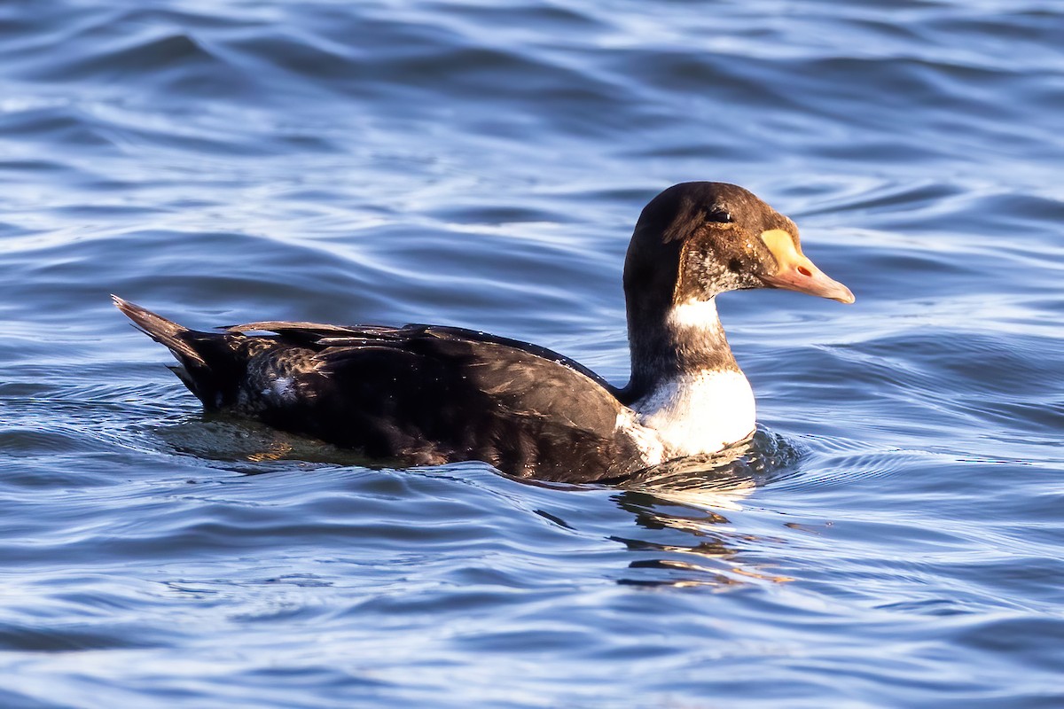 King Eider - Kevin Berkoff