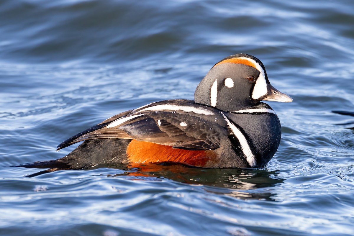 Pato Arlequín - ML615154059