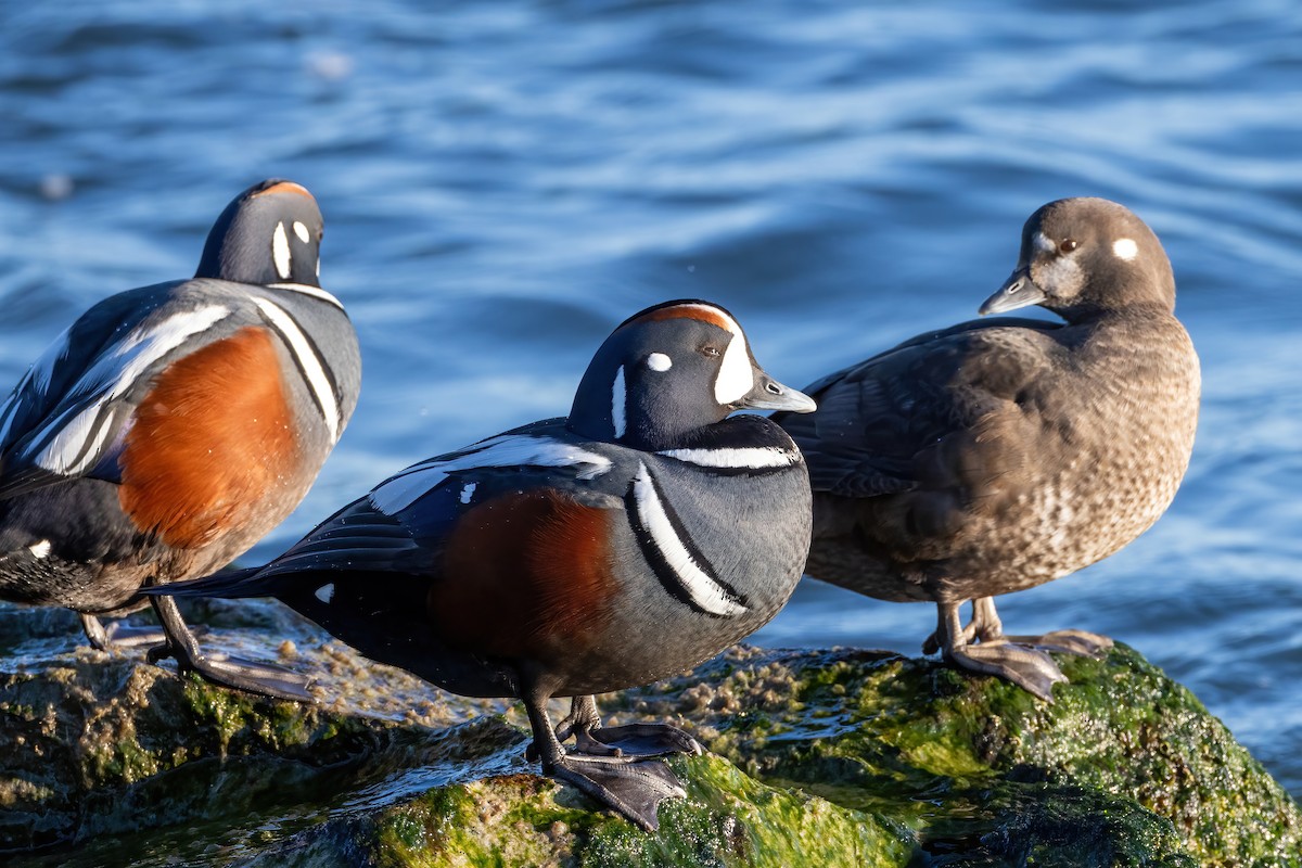 Harlequin Duck - ML615154060