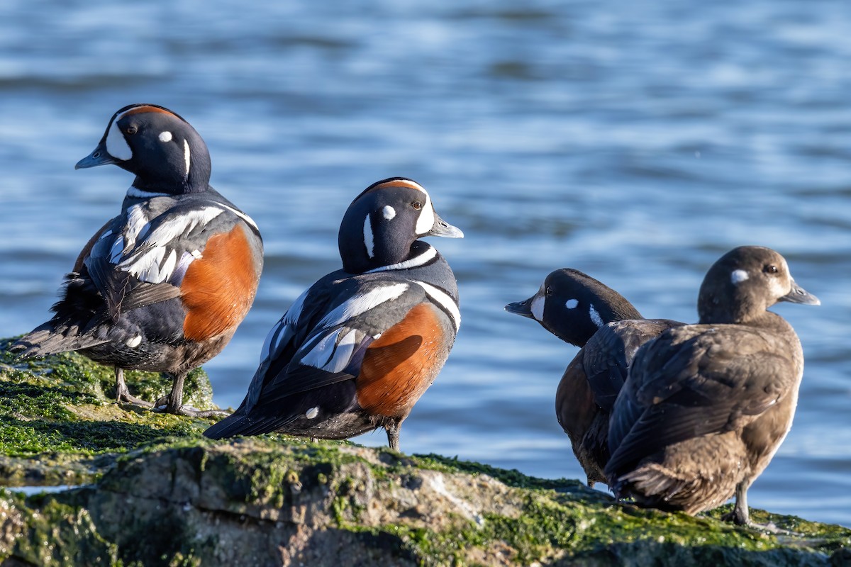 Harlequin Duck - ML615154061