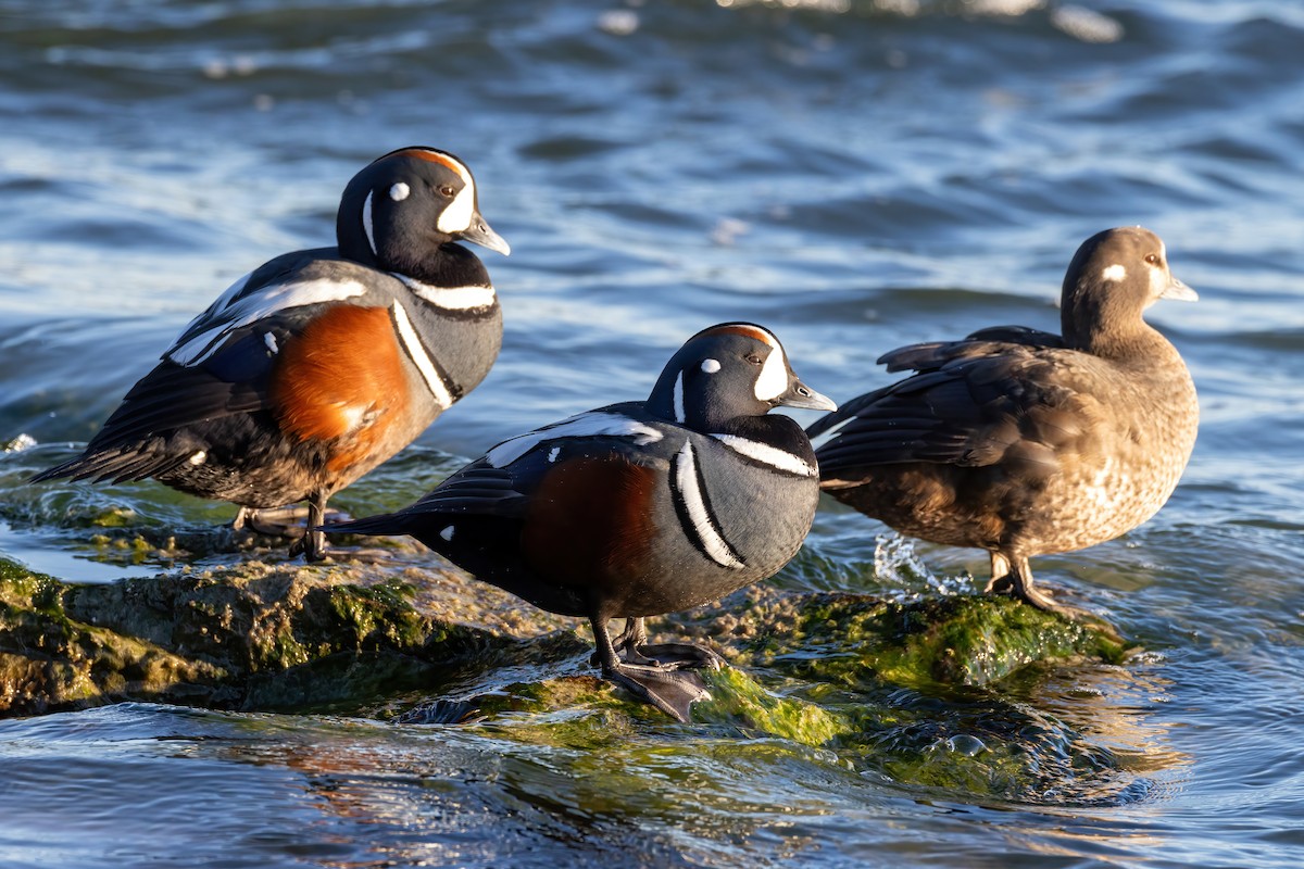 Harlequin Duck - ML615154062