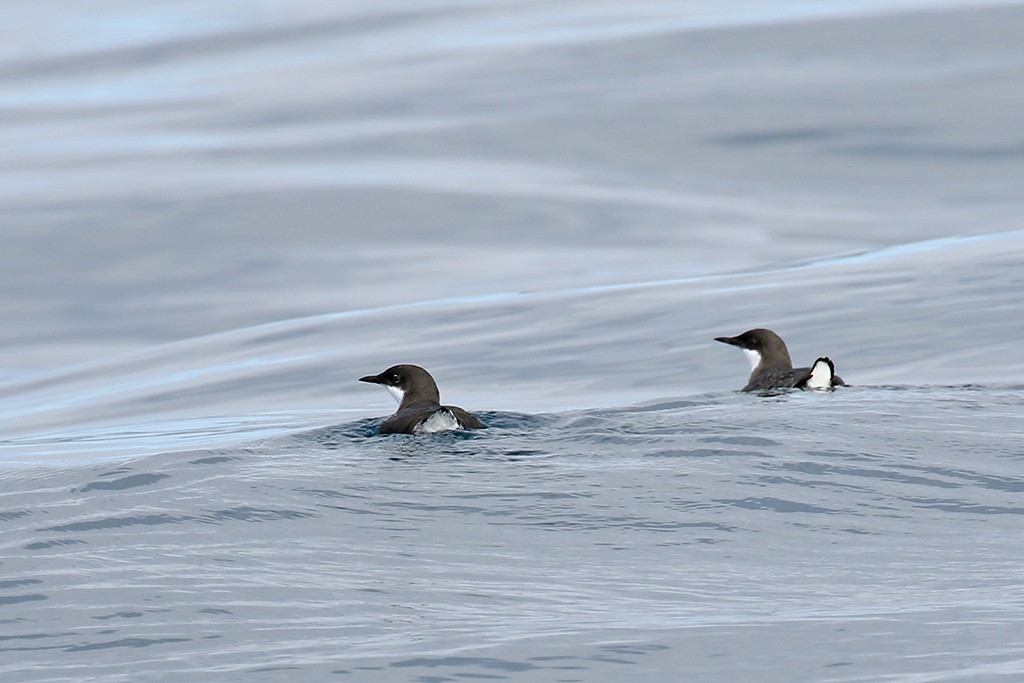 Craveri's Murrelet - Rene Valdes 🦜