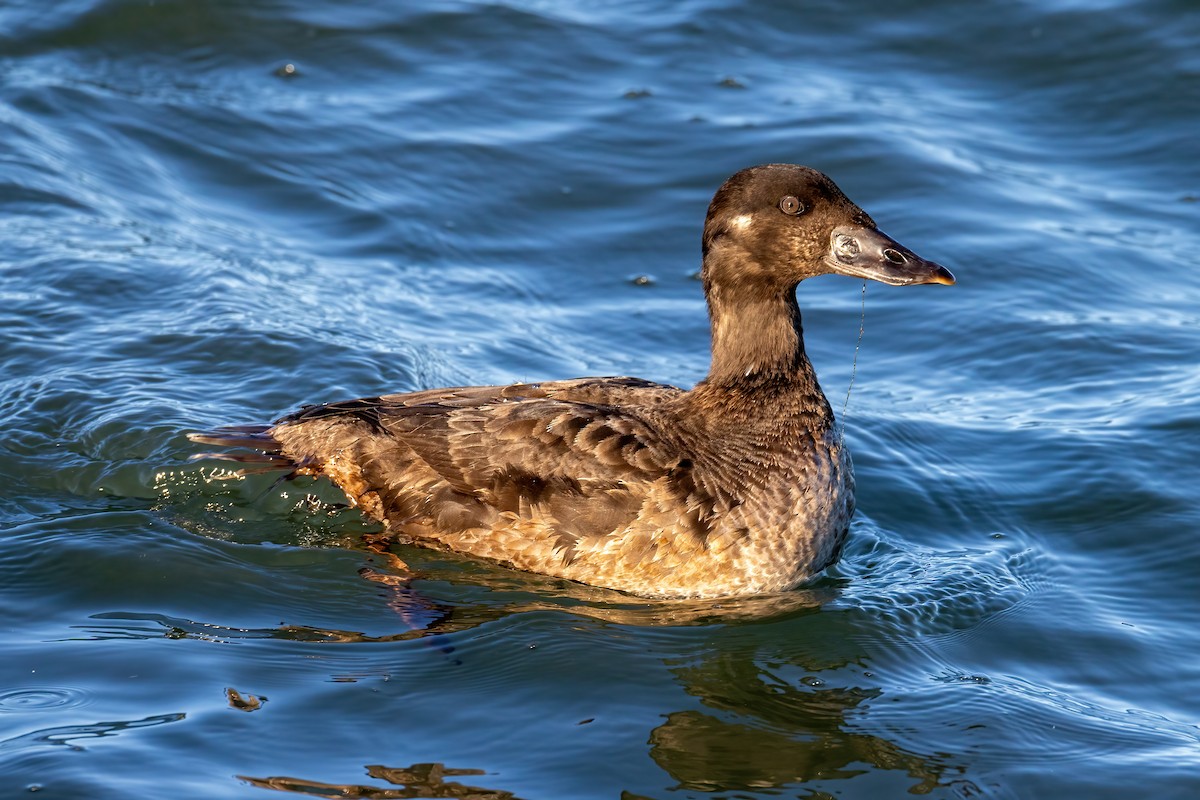 Surf Scoter - Kevin Berkoff