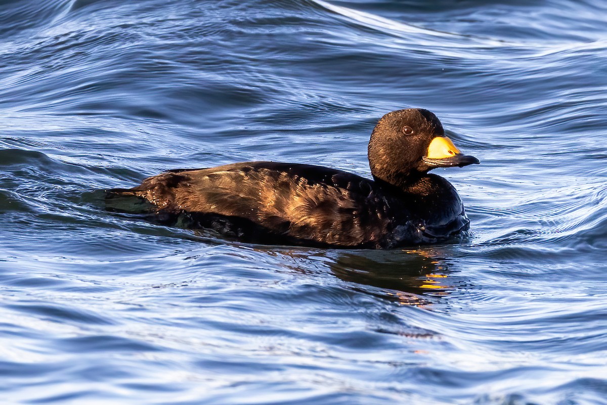 Black Scoter - Kevin Berkoff